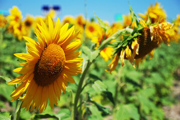 Sunflower field landscape close-up