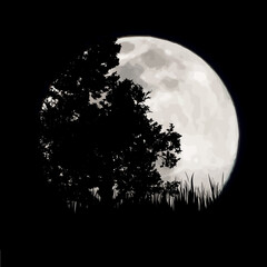 Vector silhouette of forest with moon background. Symbol of night.