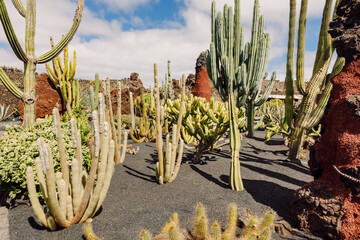 Amazing cactus garden at Lanzarote island, Canary Islands