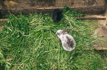 Obraz premium Two rabbits sitting on green grass. Top view