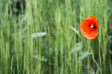red poppy on the right on a blurry background of grass . nature in summer . red large flower Bud