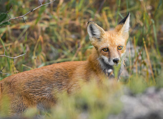 Portrait of a red fox soft natural light