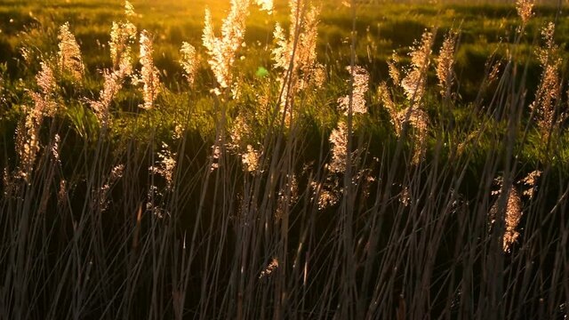 Dry ears of sedge grass in the rays of the setting sun. 
On long stems, dry ears of sedge grass sway in the wind in the rays of the setting sun