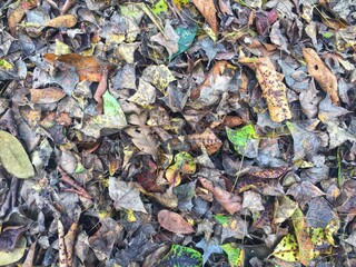 autumn leaves background