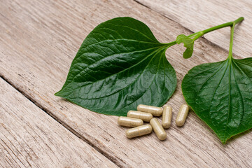 Piper sarmentosum ( Betel) green leaf ( Wildbetal leafbush ) with herbal capsules pill isolated on wood table background.