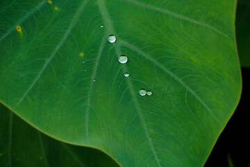 water drop on green taro leaf.