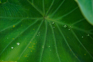 water on green Taro leaf background summer life