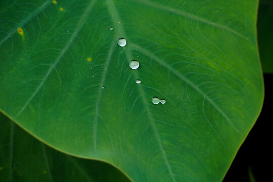 Water Drop On Green Taro Leaf.