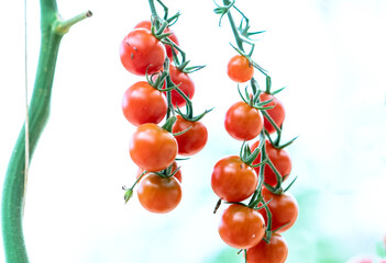 Red Cherry Tomatoes ripen in a greenhouse garden. This is a nutritious food, vitamins are good for human health