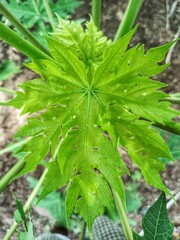 green leaves of a plant