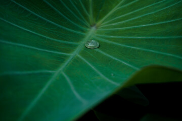 a dew on the green taro leaf