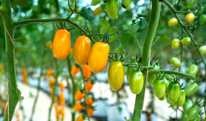 Yellow Cherry Tomatoes ripen in a greenhouse garden. This is a nutritious food, vitamins are good for human health