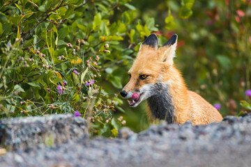 Close up shot of a female red fox with tongue out ear behind