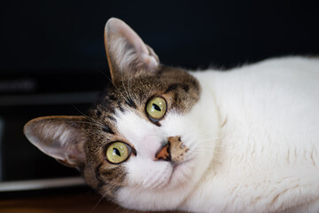 可愛いネコ　　キジトラ猫