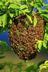 Bees swarming on branch of tree