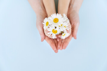 chamomile in kid and mom hands on blue background. concept of natural cosmetics.