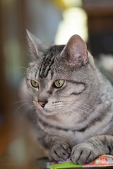 見つめる猫　　サバトラ猫