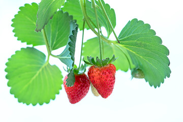 Ripe strawberries on the rack in the garden. This fruit is rich in vitamin C and minerals beneficial to human health