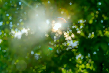 Sun rays through the tree leaves. Abstract bokeg summer background