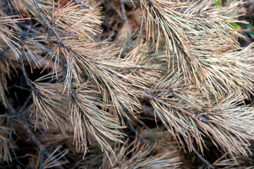 Dry pine branches lie on the ground. Broken pine branches dried in the sun. The pine needles turned yellow.