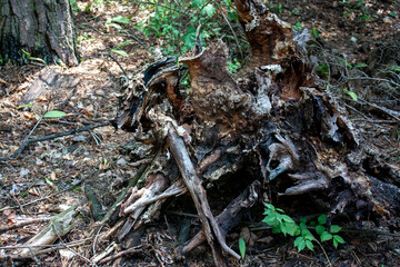 The root of a fallen tree is covered with moss. Green moss grows on the roots of the tree. Tree roots, side view, in summer in the forest