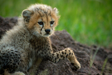 Close-up of cheetah cub relaxing on mound