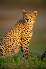 Close-up of cheetah cub sitting looking round