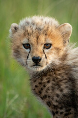 Naklejka na ściany i meble Close-up of cheetah cub standing watching camera