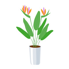 Strelitzia - a large domestic plant in a flower pot. Green leaves and bright orange with pink flowers. Home growing - an environmentally friendly hobby.