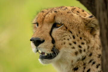 Close-up of cheetah head by tree trunk