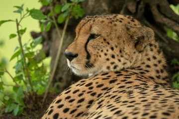 Close-up of cheetah lying by tree trunk