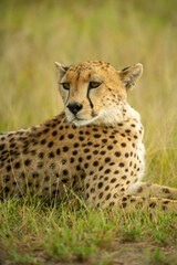 Close-up of cheetah lying in grass staring