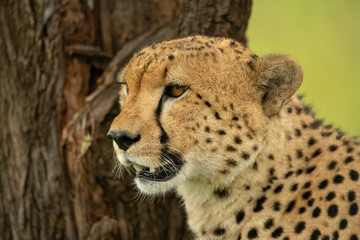 Close-up of cheetah sitting next to tree