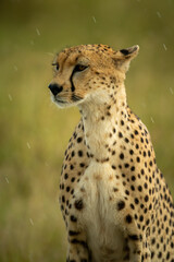 Close-up of cheetah sitting staring in rain