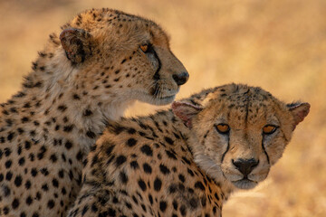 Close-up of cheetahs sitting beside each other