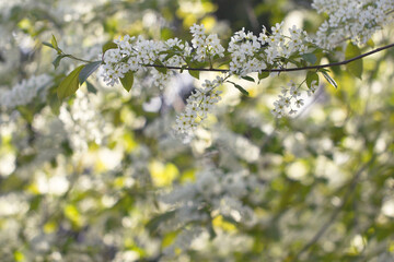 Blooming bird cherry. Tree branches strewn with small clusters of white flowers. Background A branch of bird cherry with white flowers.