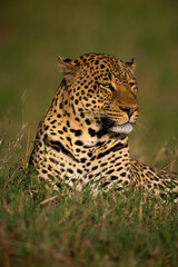 Fototapeta na wymiar Close-up of leopard lying in long grass