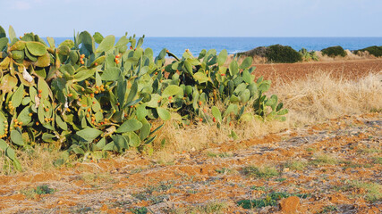 A glimpse of the coast south of Bari. The beach borders an agricultural land bordered by a...