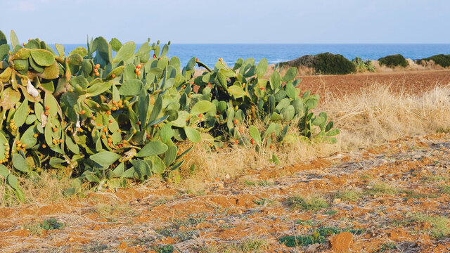 A glimpse of the coast south of Bari. The beach borders an agricultural land bordered by a dry-stone wall. In evidence a prickly pear tree and the background, the waves that have crashed on the coast