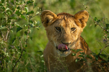 Close-up of lion cub licking its lips