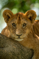 Close-up of lion cub lying upon branch