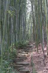 Fototapeta premium 竹林 京都 竹林の道