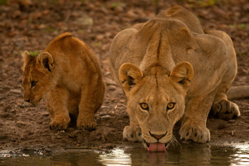Fototapeta na wymiar Close-up of lioness drinking water with cub