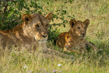 Close-up of lioness and cub lying down