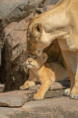 Fototapeta na wymiar Close-up of lioness nuzzling cub on rock