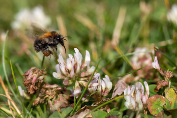 honey bee flies over shamrock