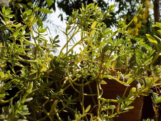 green leaves in the garden