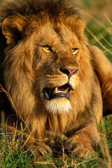 Close-up of male lion lying in sunshine