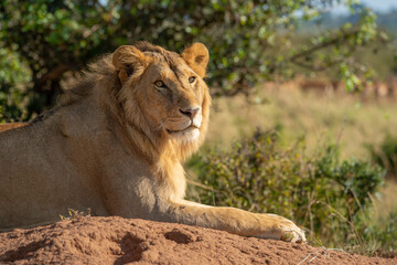 Close-up of male lion lying on mound