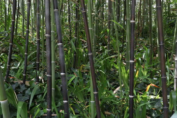 Fototapeta premium Czarny Chiku Bamboo Niezwykły bambus